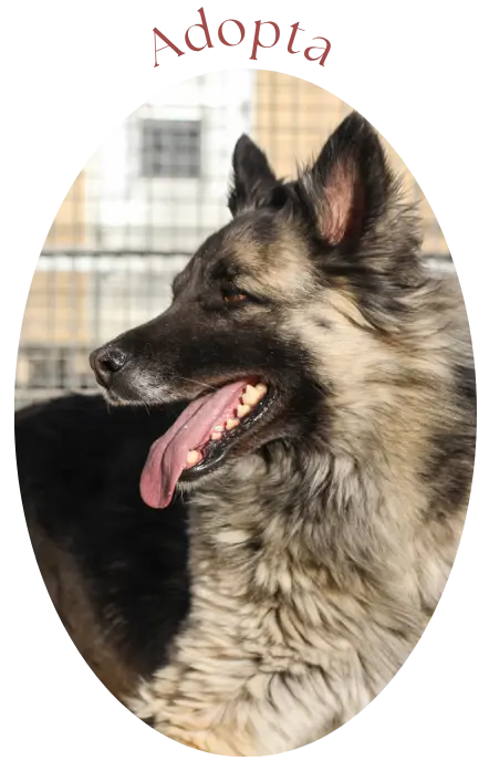 Perfil de un perro