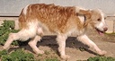 CIPION ZAOREJAS