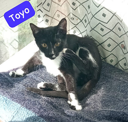 TOYO