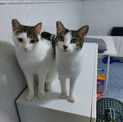 VENTURADA554(FREDDY)