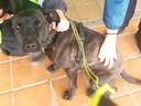Imagen de A25.026