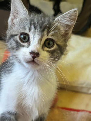 OSITA
