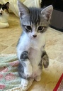 OSITA
