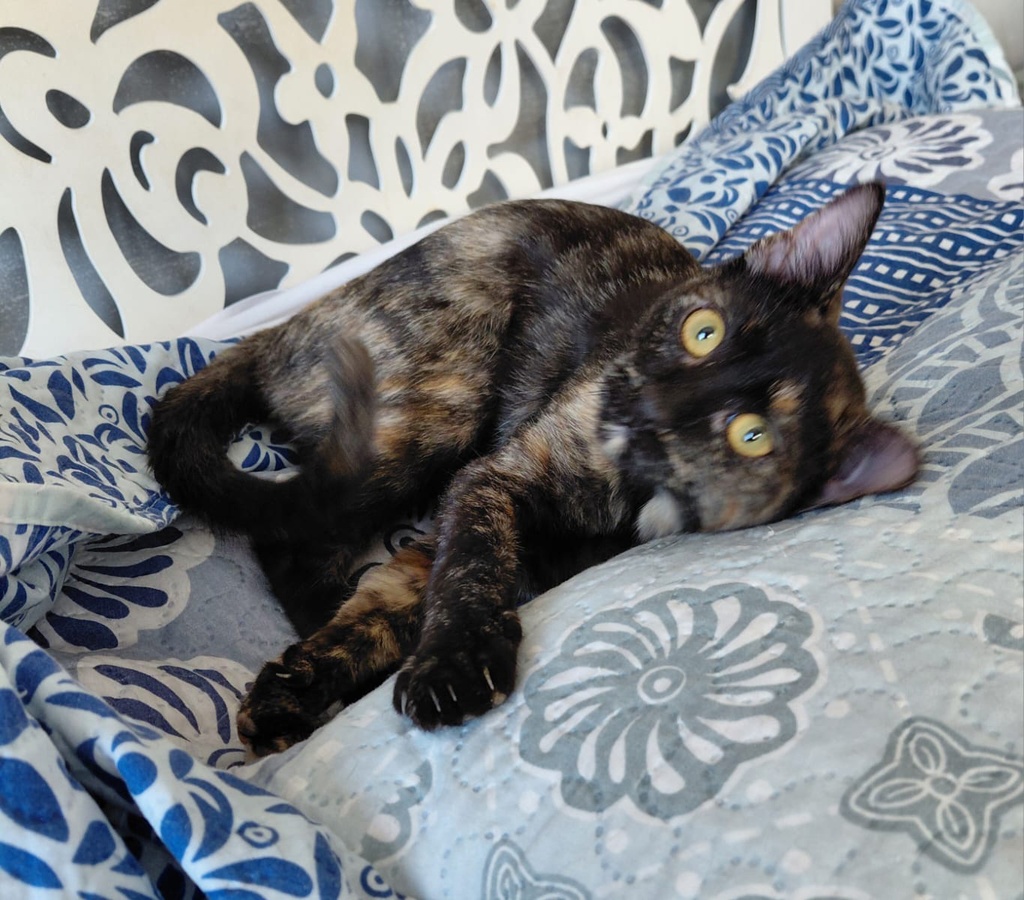 WANDA
