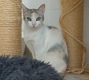 CHANCLA