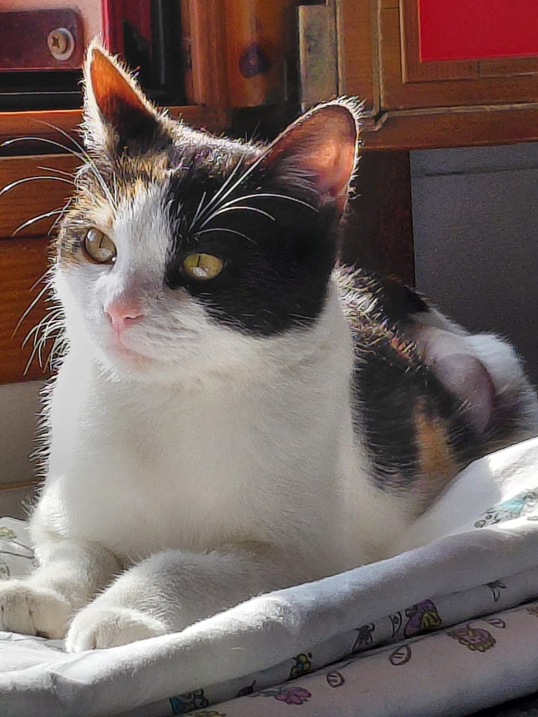 AMBAR