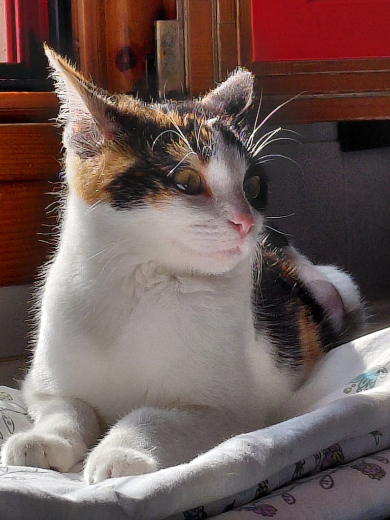 AMBAR