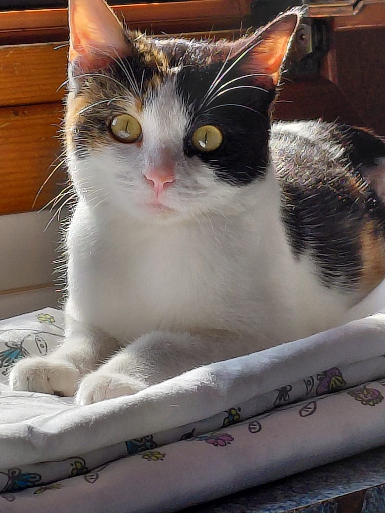 AMBAR
