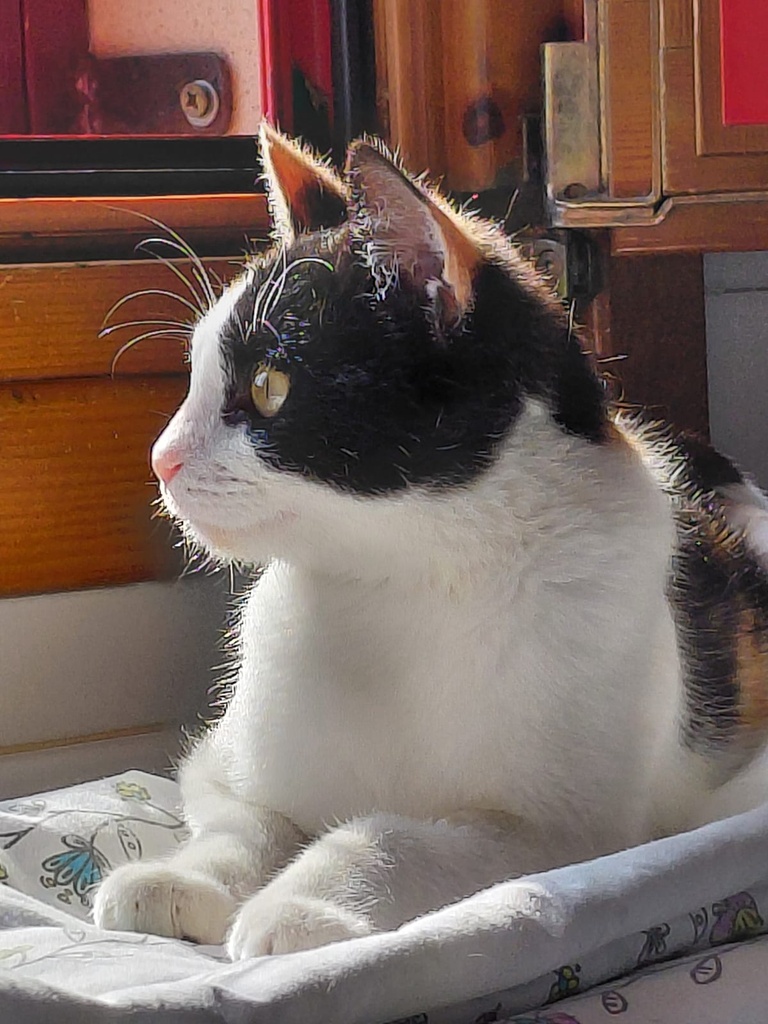 AMBAR
