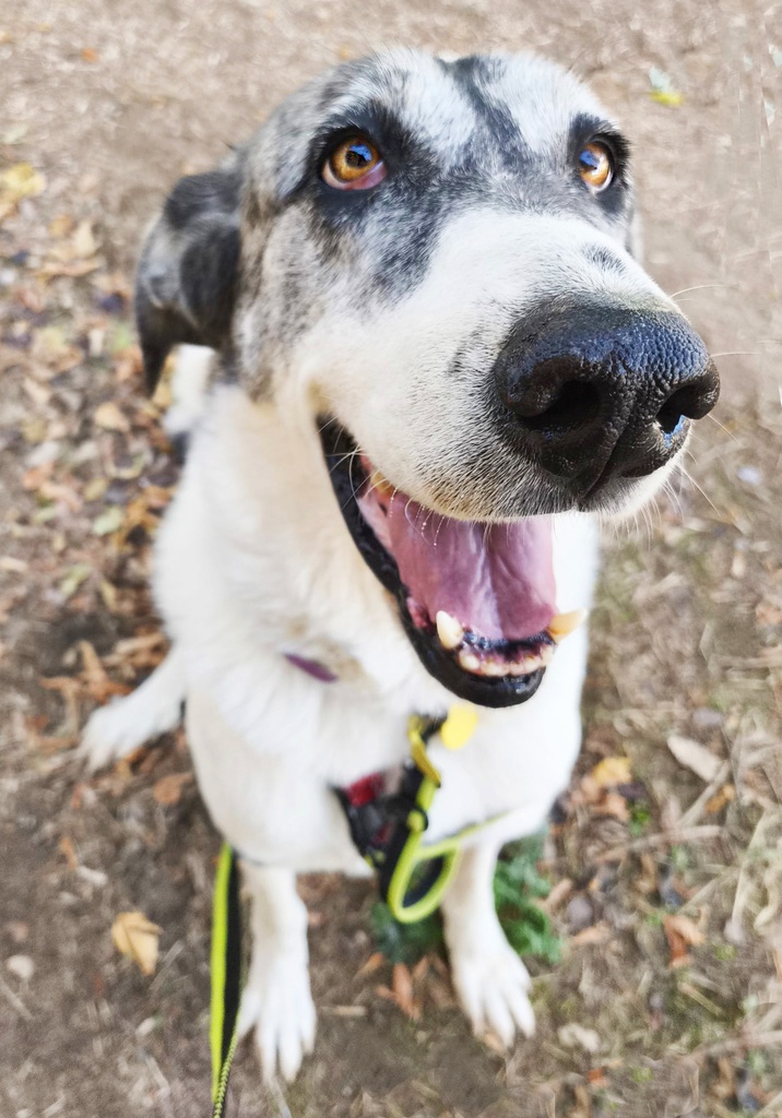 CHUPIMUSKI