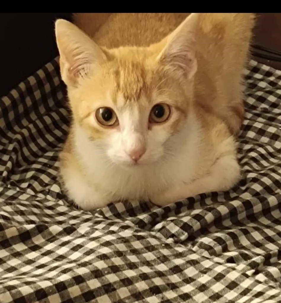 NILO