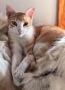 NILO