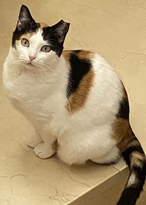 NOVA