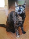 GINA