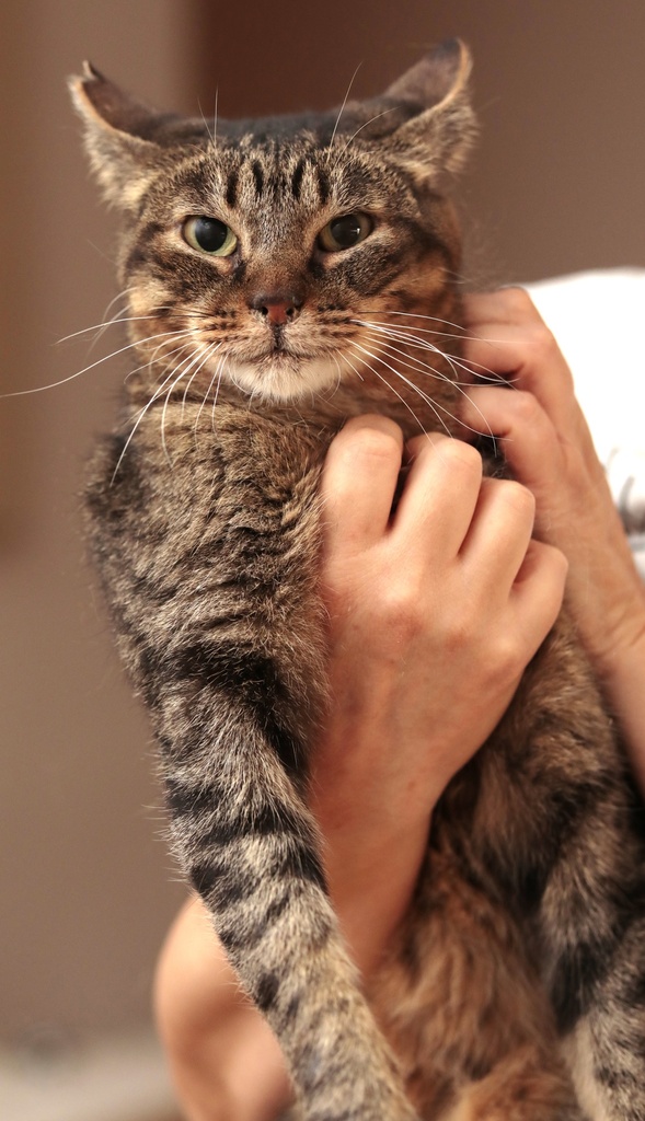 PRINCIPITO
