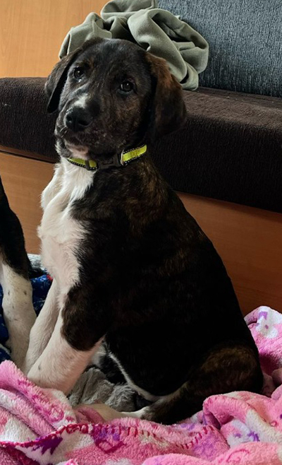 ZIRA