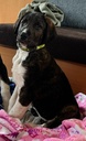 ZIRA