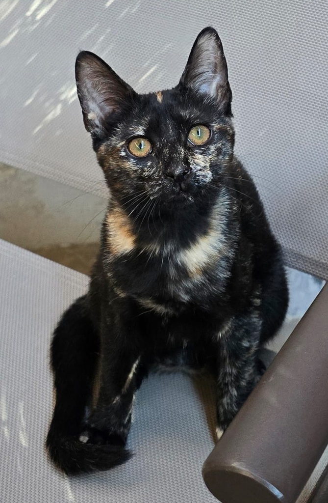 CALYPSO