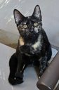 CALYPSO