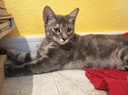 GLORIA