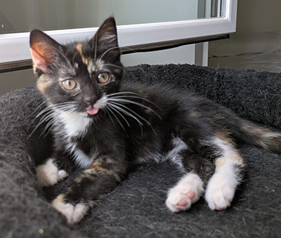 YZMA