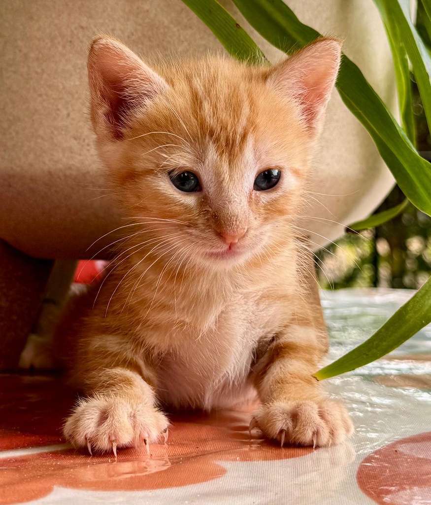 MIRALYS