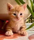 MIRALYS