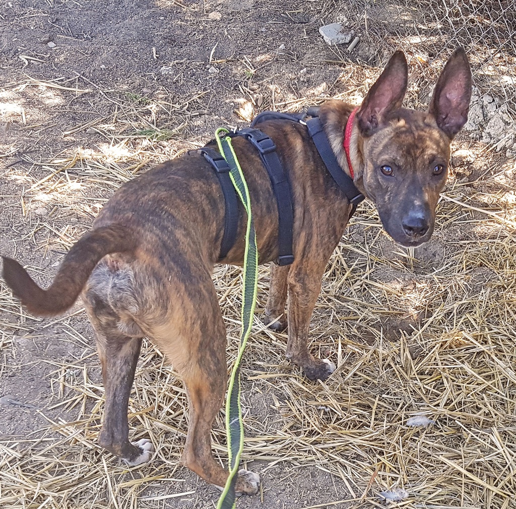 BAMBI