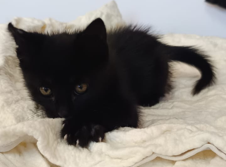 NYX