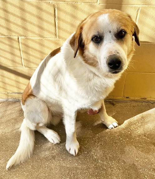 RONALDIÑO