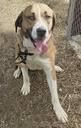 PERLA