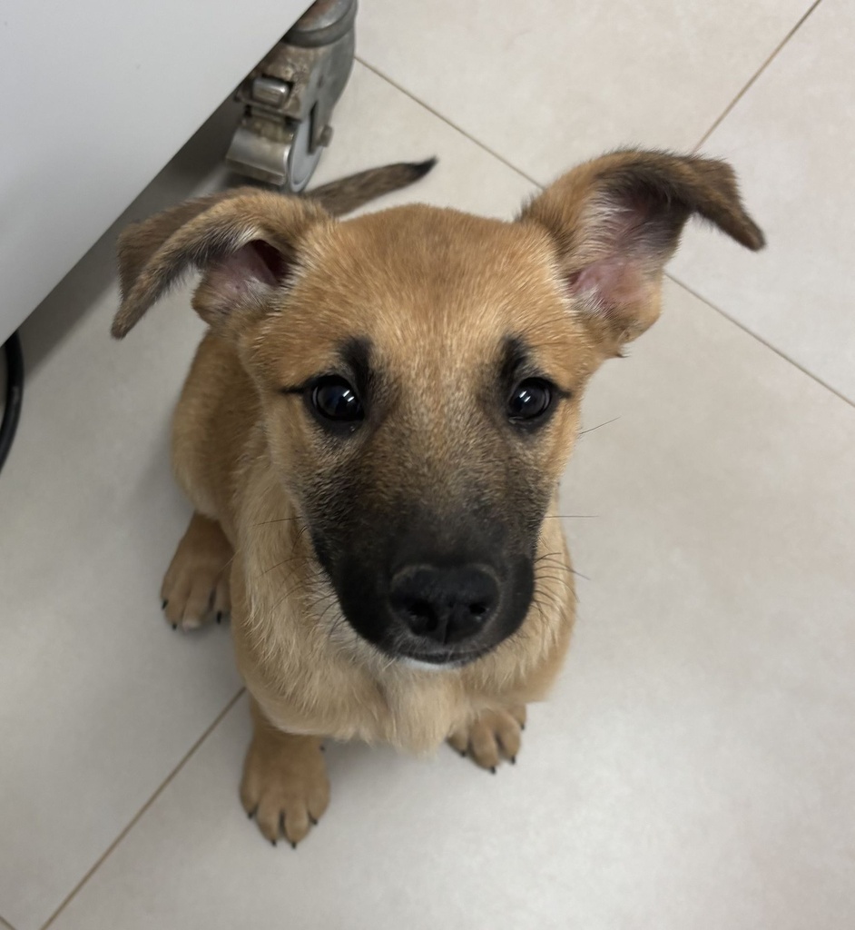 LUISITO