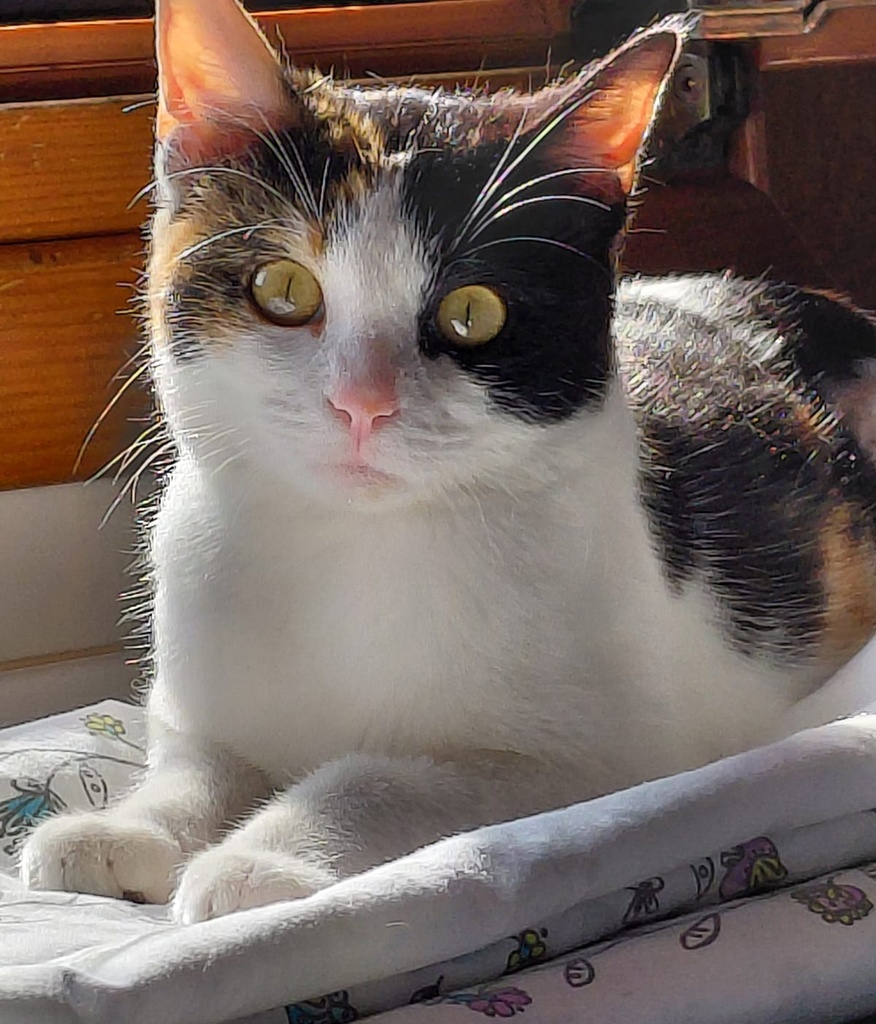 AMBAR