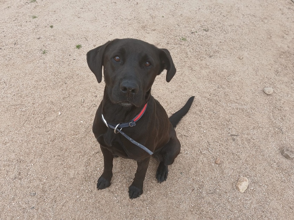 MIKA