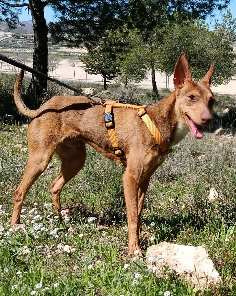 FIRULAIS JUMILLA